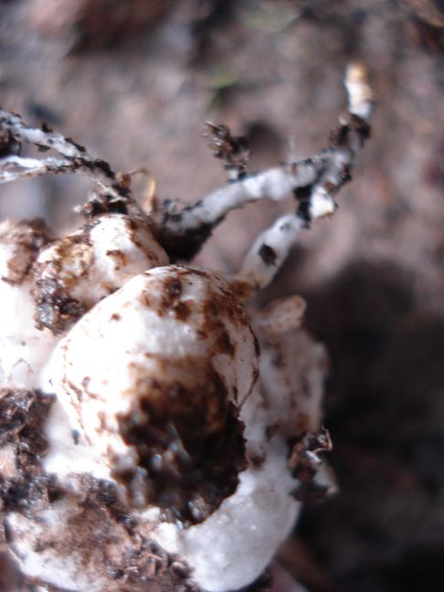 Agaricus con rizoidi